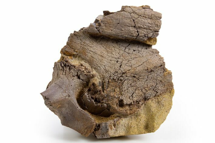 Fossil Dinosaur Bone Fragments in Sandstone - Wyoming #330961